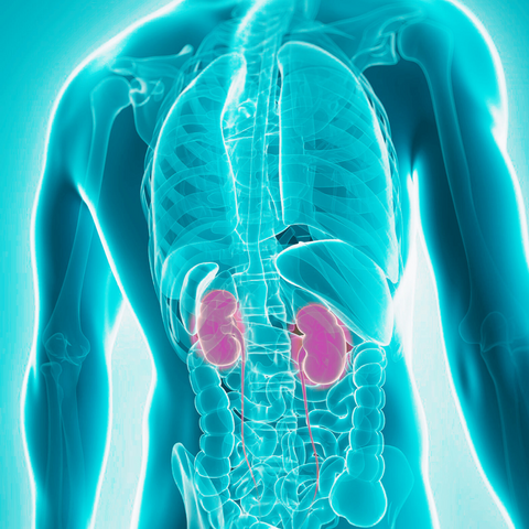 Kidneys-Anatomy-Illustration
